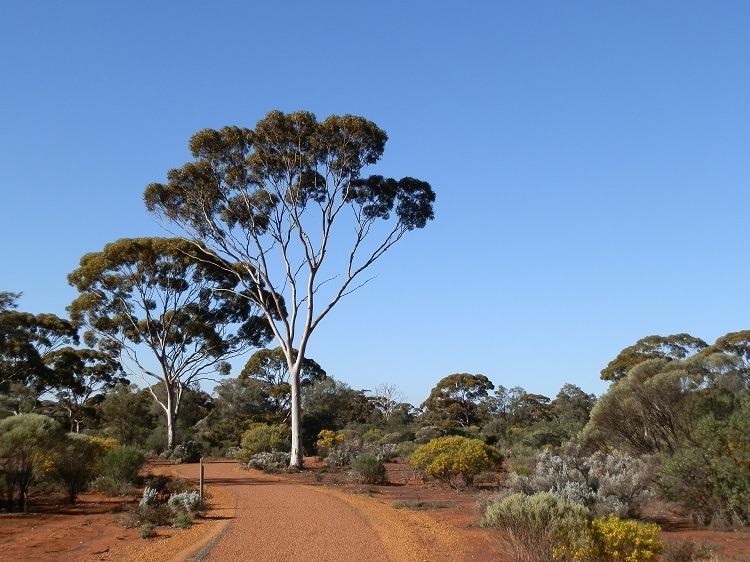 Karlkurla Bushland Park, Kalgoorlie, Western Australia