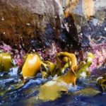 Kelp