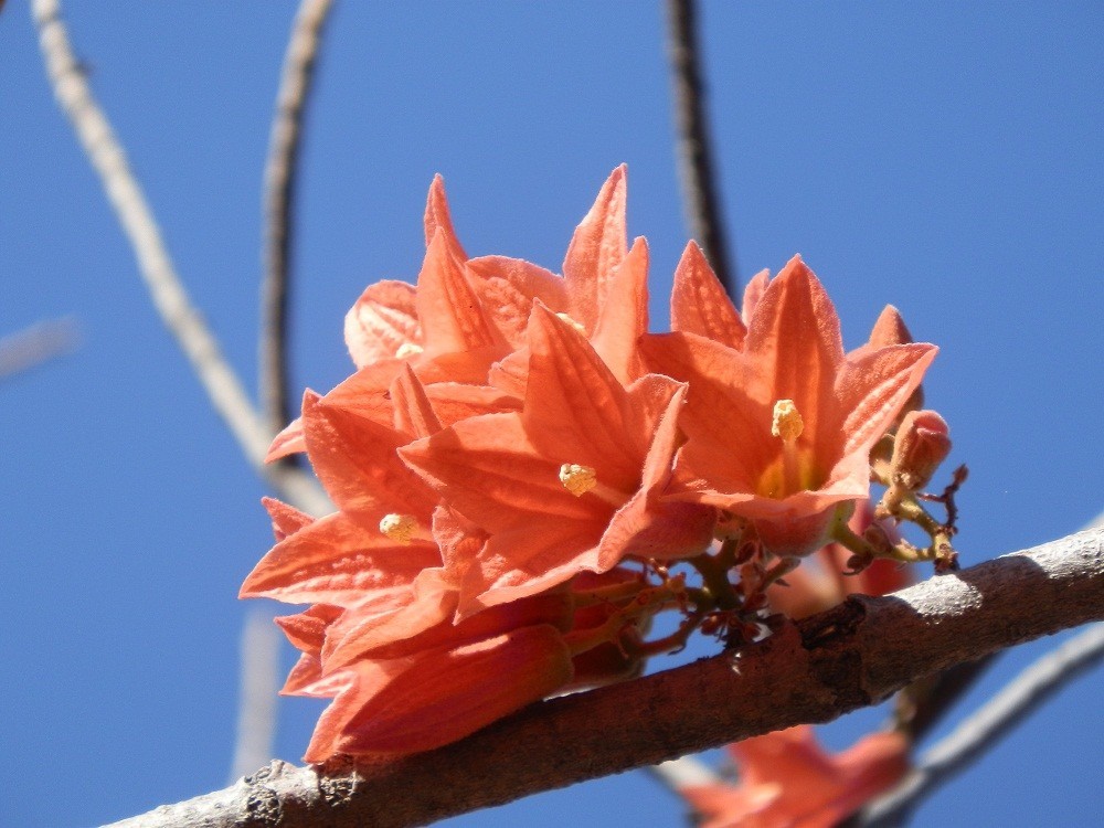 I think it's a Kimberley Rose??