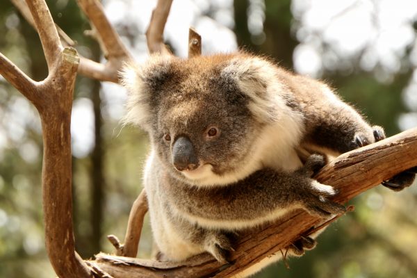 Koala, Kangaroo Island