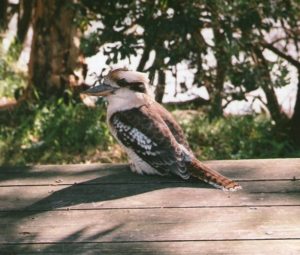 Kookaburra