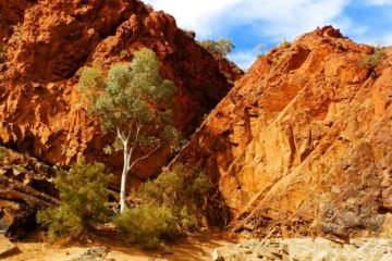 Lone Gum at Stubbs Waterhole
