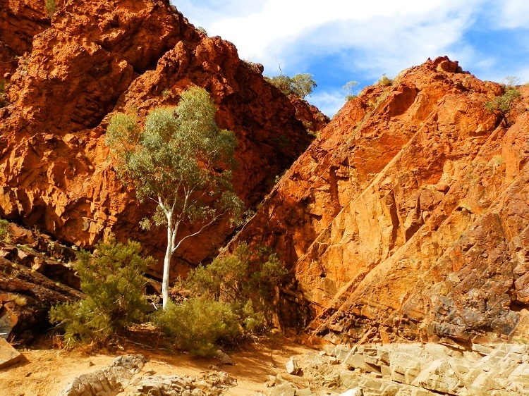 Lone Gum at Stubbs Waterhole