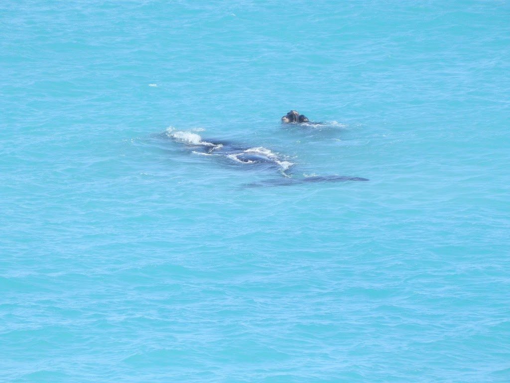 Whale calf at play, Head of Bight, South Australia
