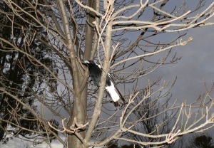 Magpie by Night, Lake Cullulleraine