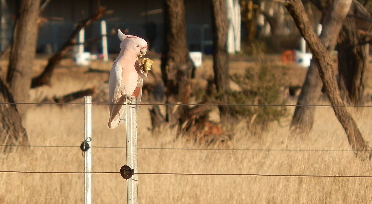 Major Mitchell Cockatoo near Alice Springs, Northern Territory