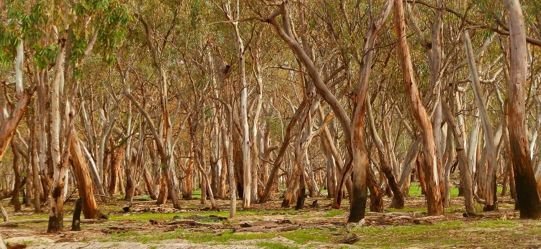 Mallee, Wyperfeld National Park