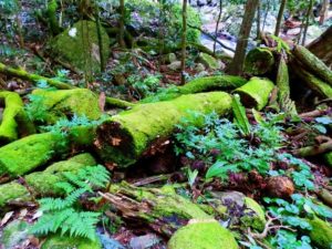 Mossy Logs at Natural Bridge