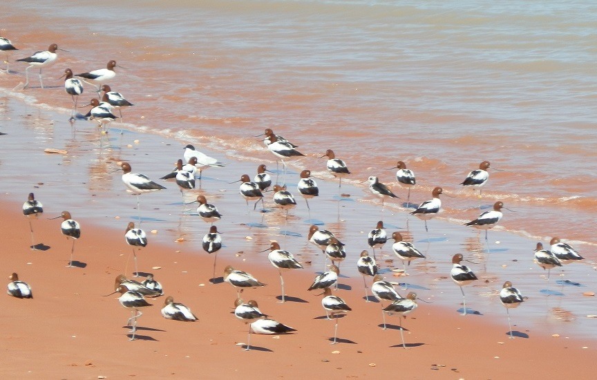 Mostly Red-necked Avocet