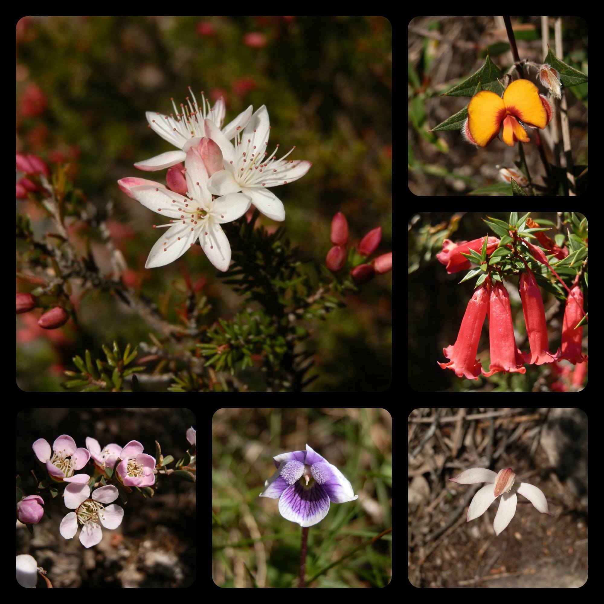 Mt Abrupt Wildflowers