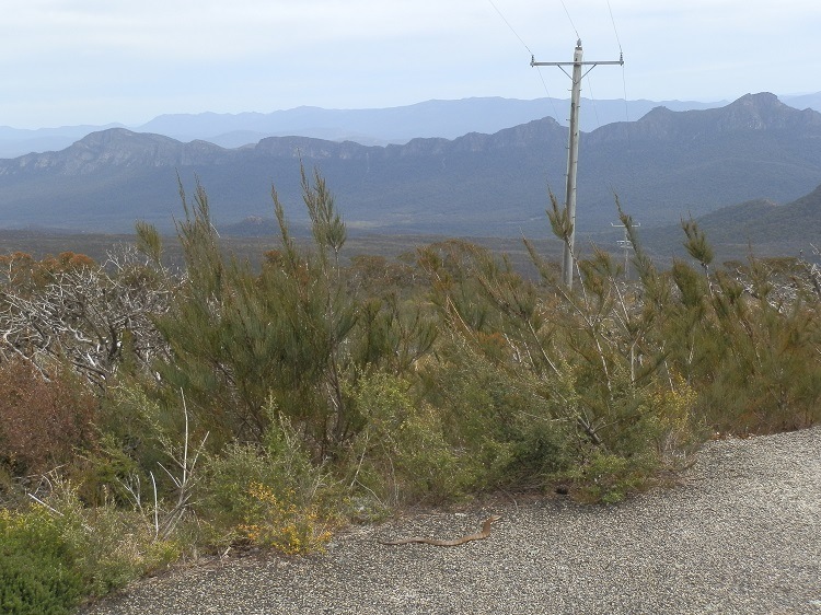 What's that on the Mt William Road in the Grampians National Park, Victoria?