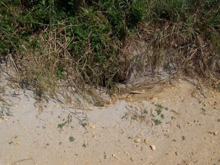 Muttonbird Burrow, Griffiths Island