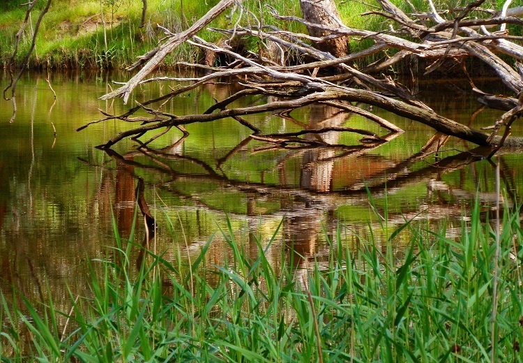 Reflections on the River near Nigretta Falls, Kanawinka Geotrail, Victoria