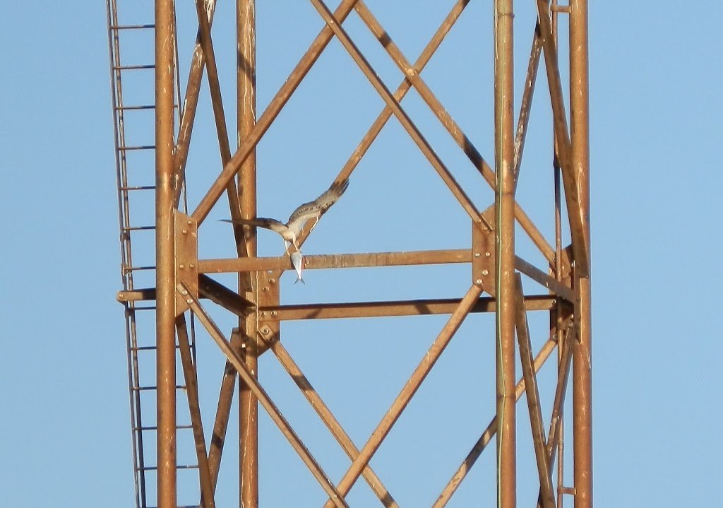 Osprey with fish