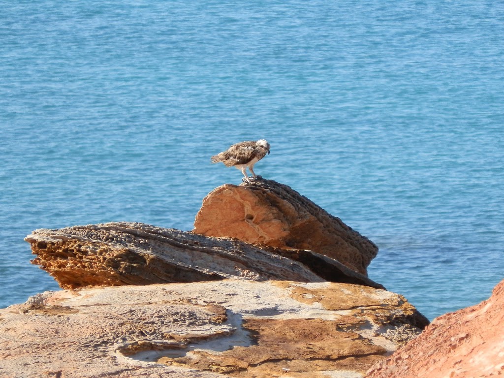 Osprey on rocks