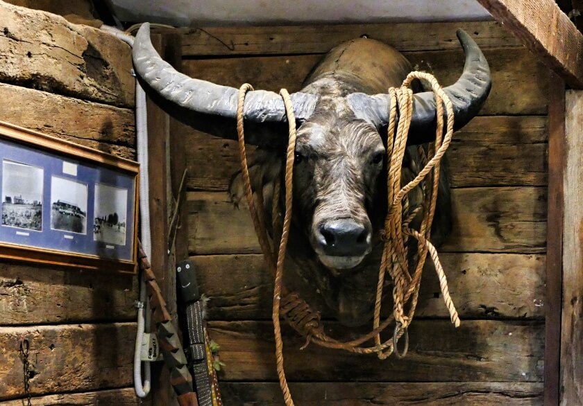 William Creek Pub Mascot