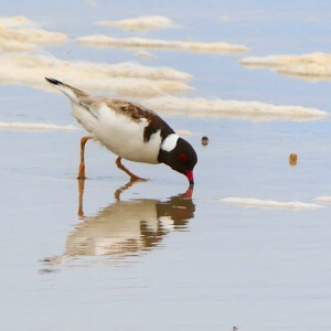 Hooded Plover