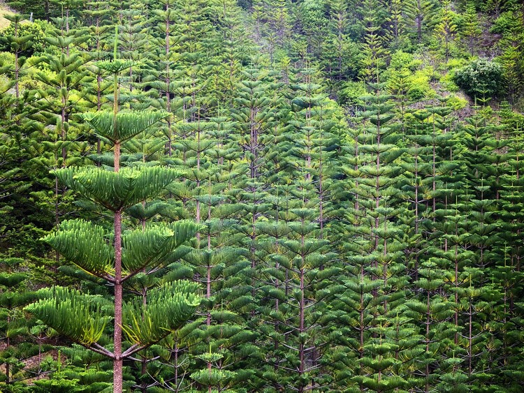 Norfolk Island Pines