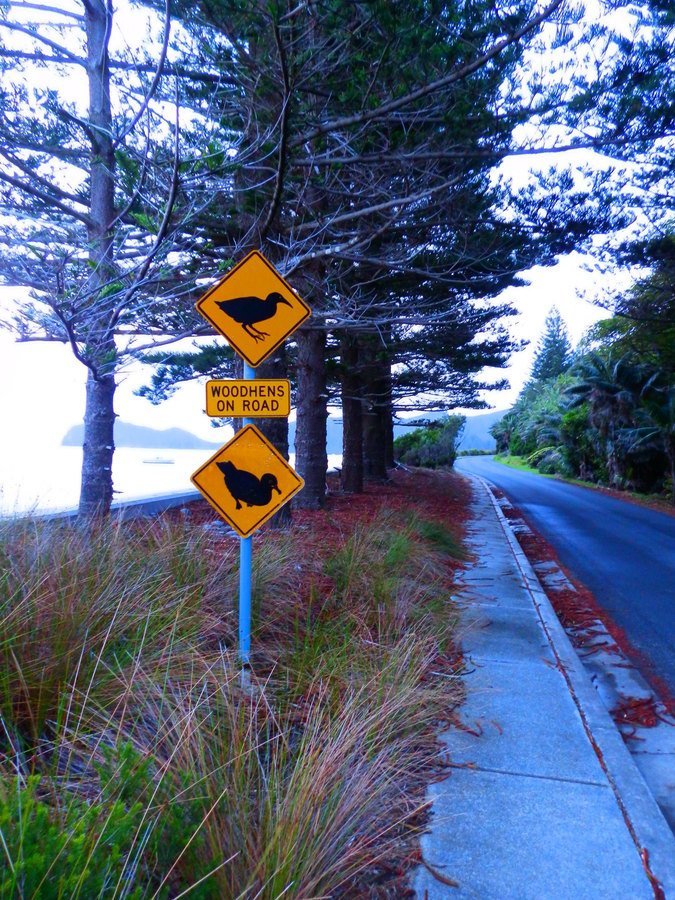 Lord Howe Island Woodhens and Muttonbirds on Road!!