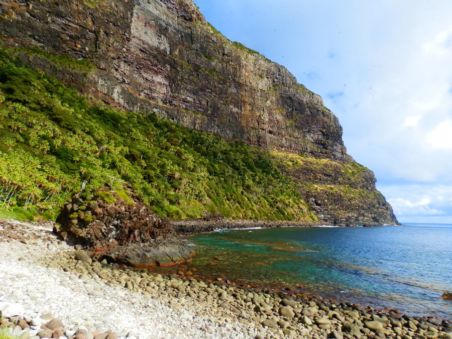 Little Island, Kentia Palms and Providence Petrel colony on Mt Lidgbird cliffs, Lord Howe Island