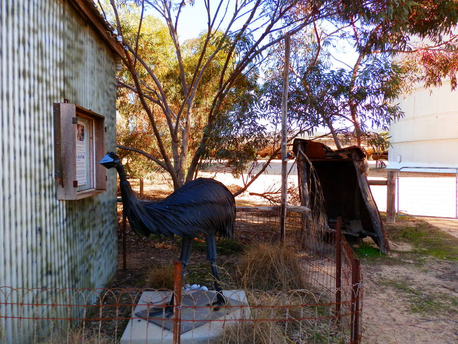 Colman S**tter View of Erica the Emu! Darke Peak, South Australia