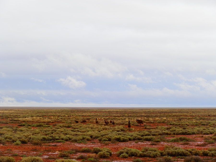 Emus on the road from Woomera to Roxby Downs, South Australia