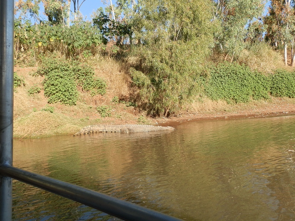 Croc-spotting, Victoria River Cruise, via Timber Creek, NT