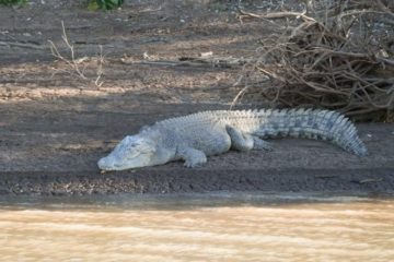 White Crocodile, Victoria River, Northern Territory