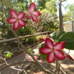 Desert Roses - these are near Wyndham, WA