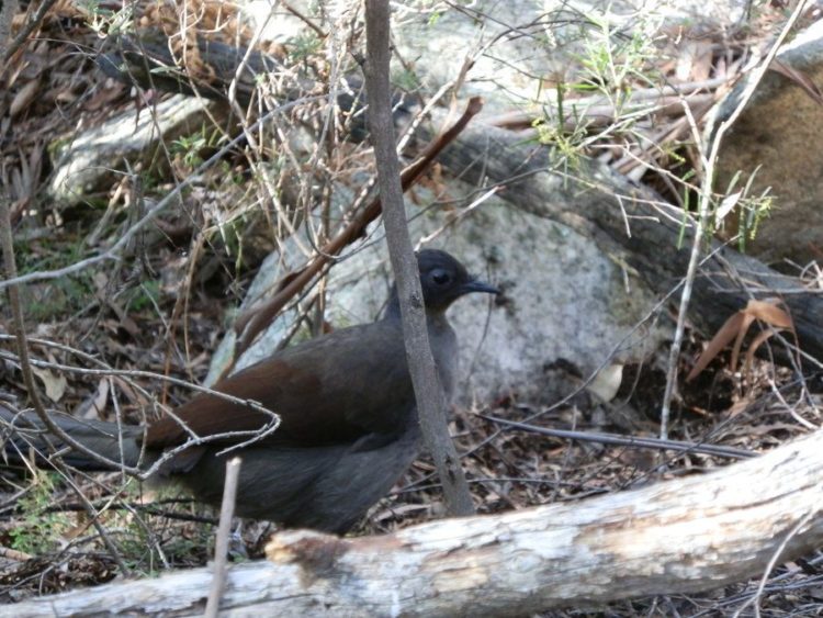 The watcher in the woods - Superb Lyrebird
