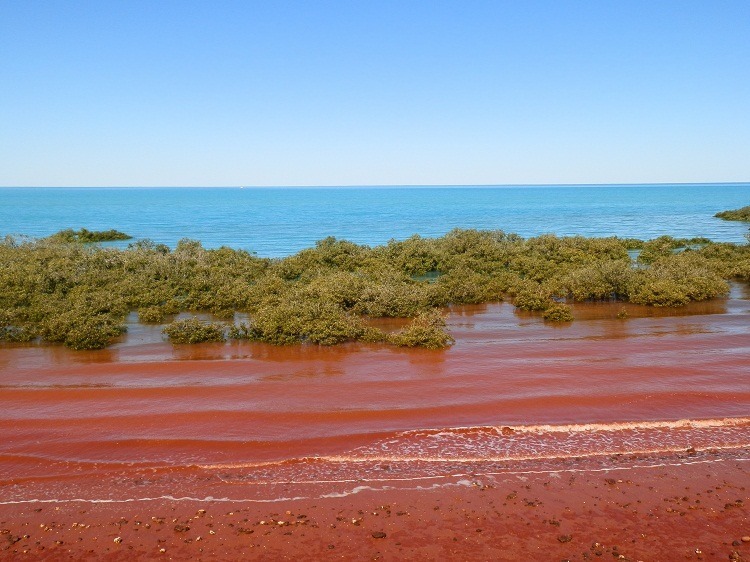 Red Tide at Broome, Western Australia