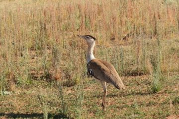 Australian Bustard at Quobba, Western Australia