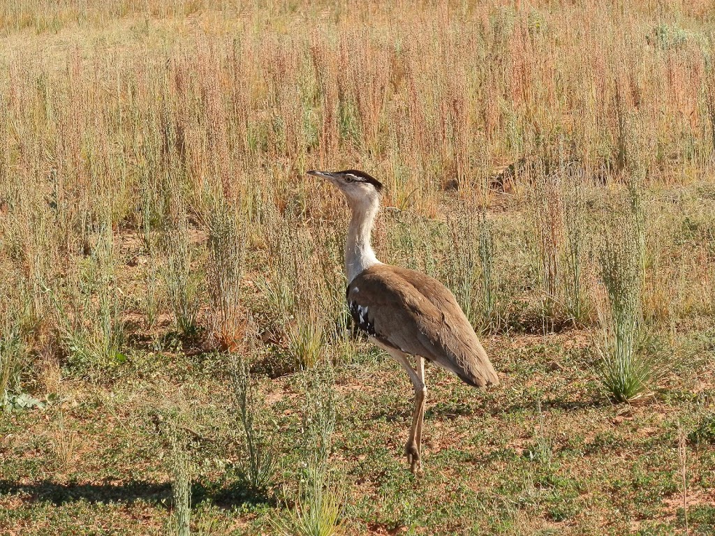 Australian Bustard at Quobba, Western Australia