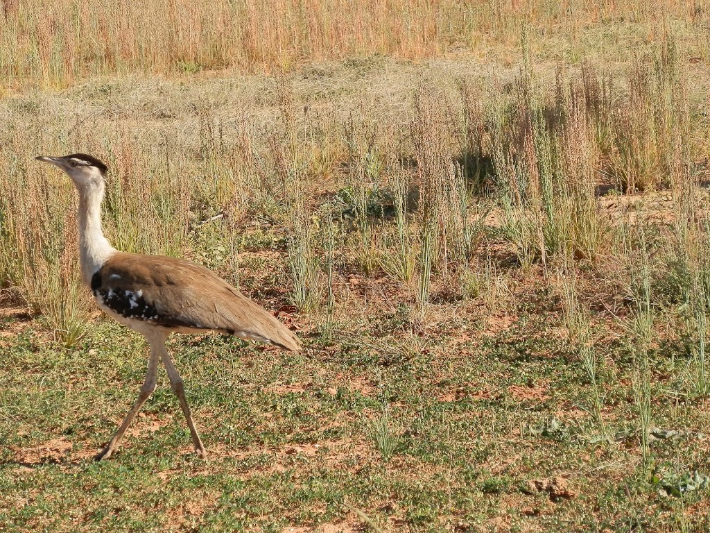 Exit stage left ... Australian Bustard