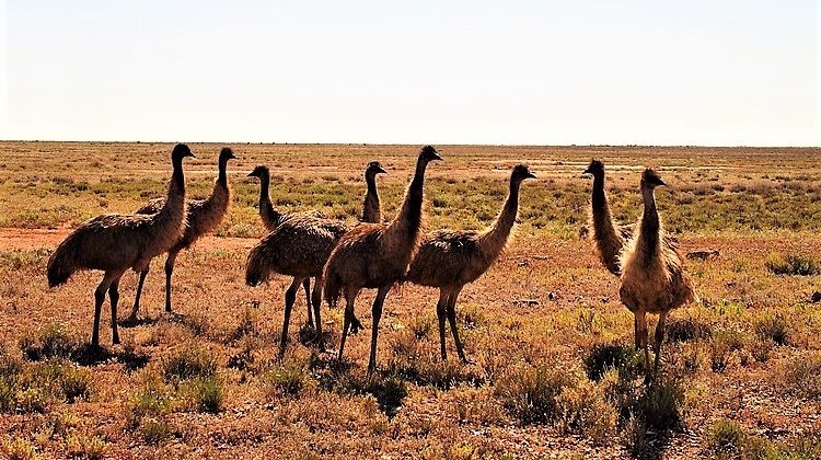 Emus on the Silver City Highway, New South Wales