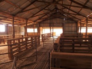 Inside the old Woolshed, Mt Wood Station, Sturt National Park