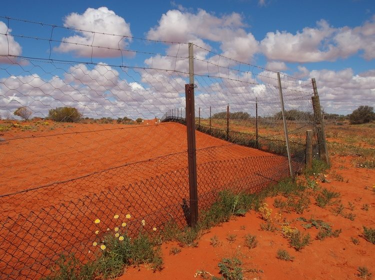 Dingo Fence at Cameron Corner, New South Wales