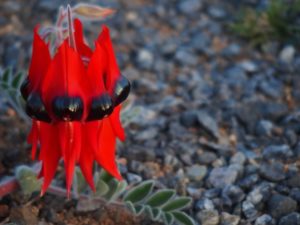 Sturts Desert Pea