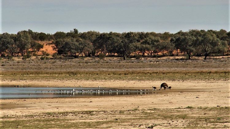 Cobham Lake with Emus, Silver City Highway