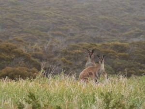 Kangaroos at Innes National Park