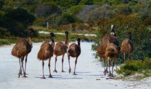 Emus at Innes National Park