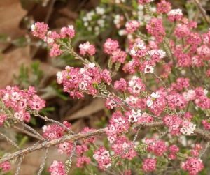 Pink Thryptomene, Grampians