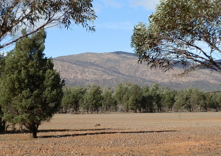 Wilpena Range from inside Wilpena Pound on Bridle Gap Trail, South Australia