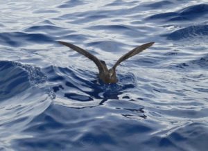 Flesh-footed Shearwater