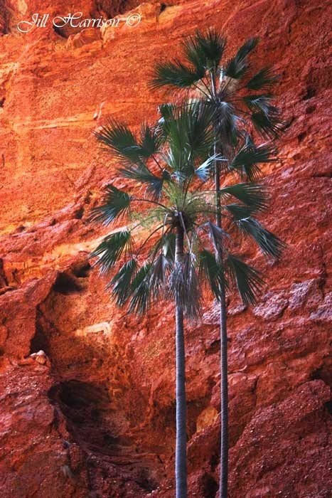 Purnululu Mini Palms