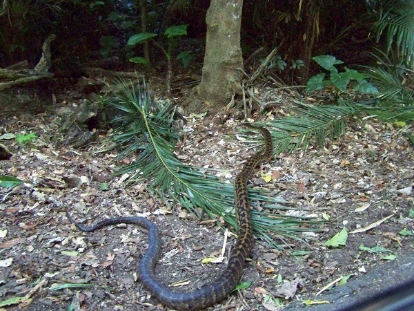 Amethystine Python, Lake Eacham, Atherton Tablelands, Queensland