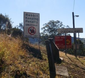 Beware of runaway rabbits!