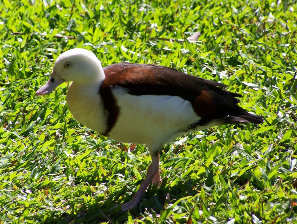 Radjah Shelduck, Centenary Lakes, Cairns
