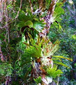 Rainforest Ferns