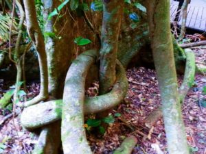 Rainforest Vines